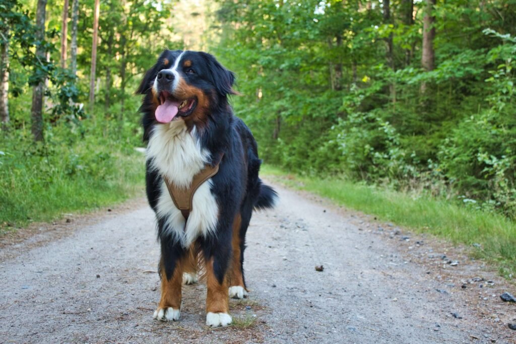 Bernese Mountain Dog Health Issues: Best 7 Expert Tips!