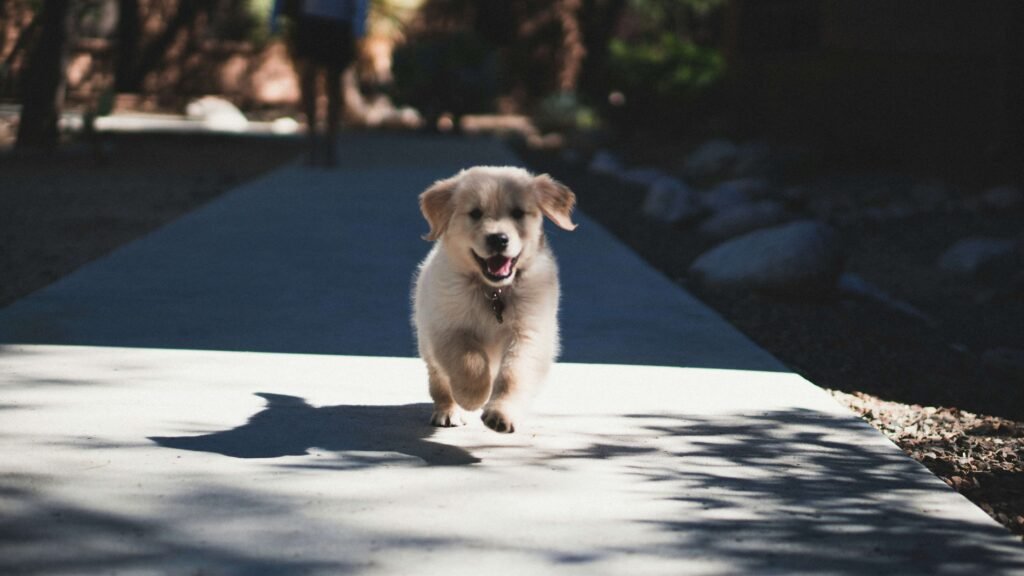 5 Best Dog Lights for Ultimate Nighttime Safety!