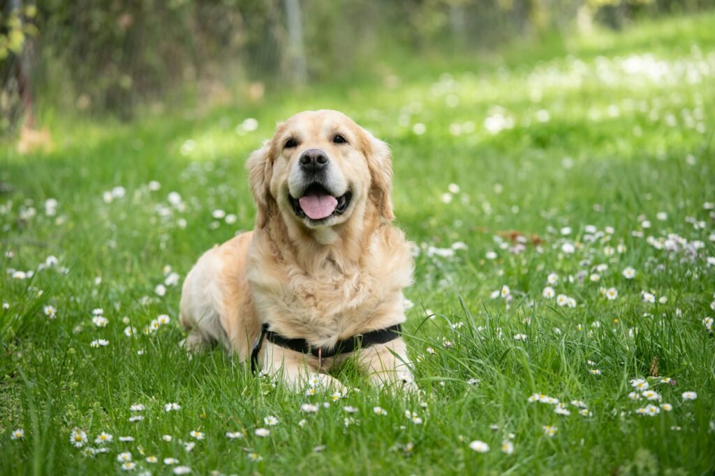 5 Best Gluten-Free Dog Foods for Ultimate Health Boost!
