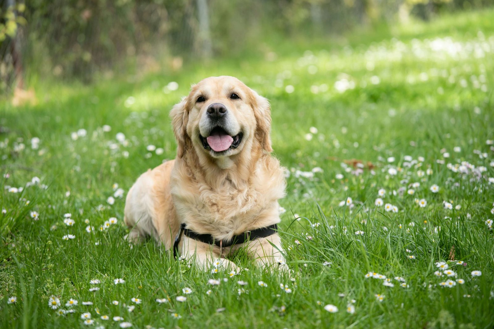 5 Best Gluten-Free Dog Foods for Ultimate Health Boost!