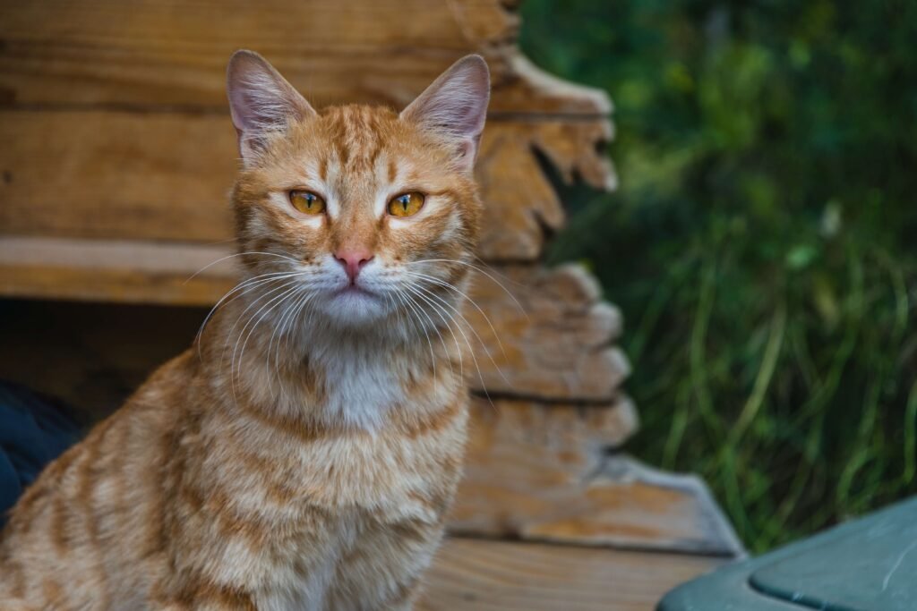 The Allure of the Blonde Cat: Best 7 Expert Care Tips!