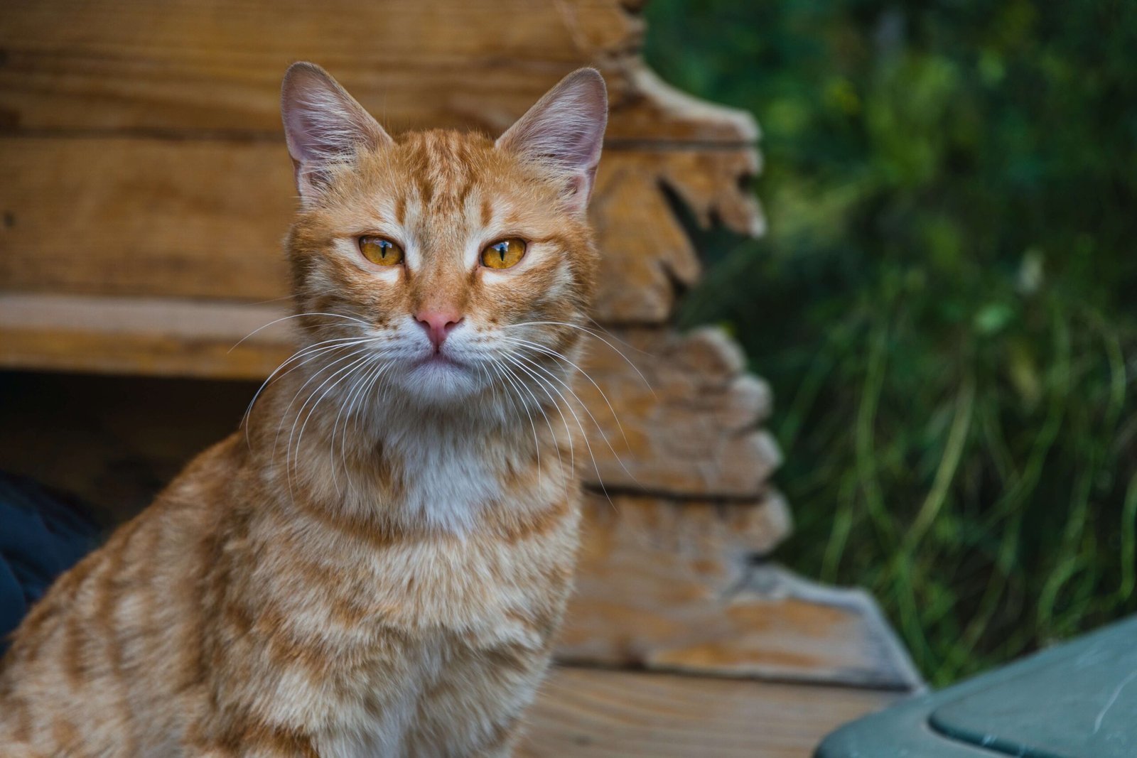 The Allure of the Blonde Cat: Best 7 Expert Care Tips!