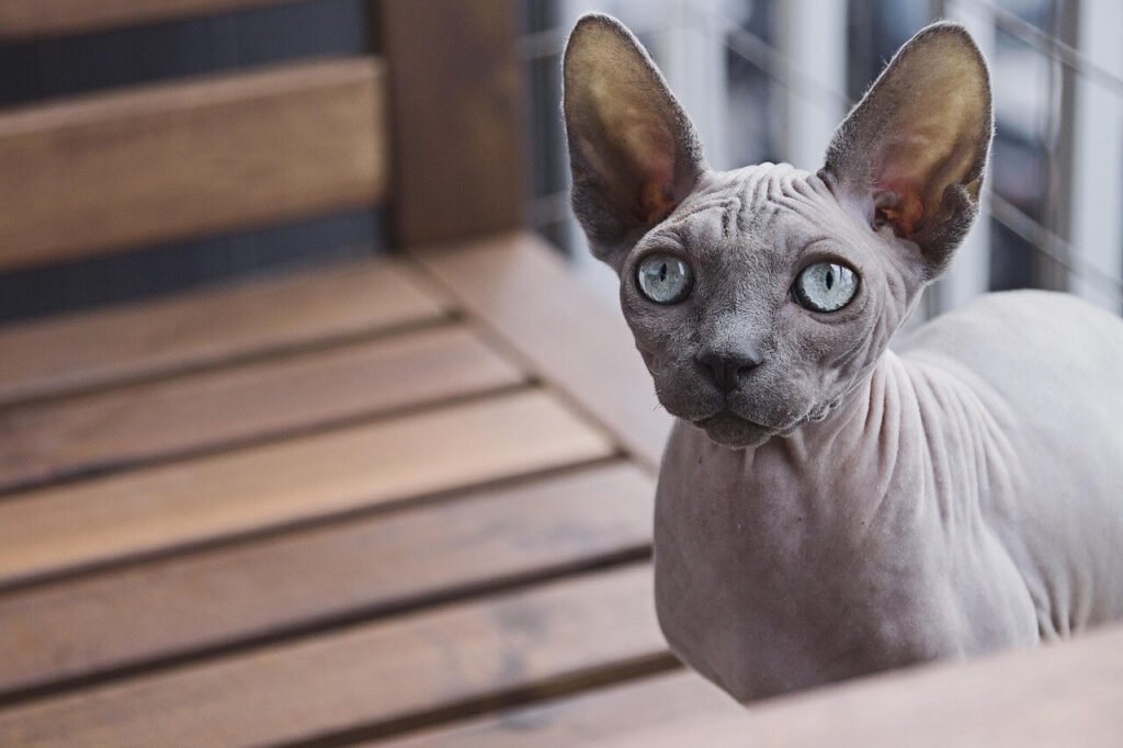 Meet the Bambino Cat: Best 7 Expert Tips!