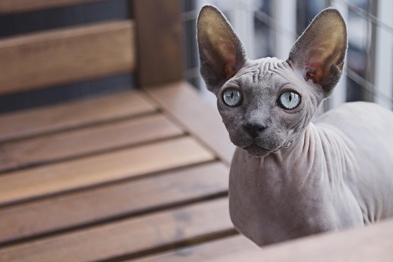 Meet the Bambino Cat: Best 7 Expert Tips!