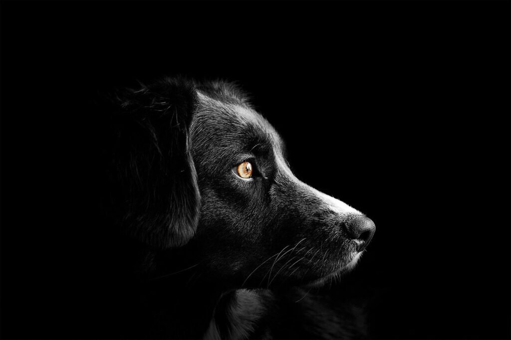 The Truth About Dogs and Chicken Bones: Best 7 Expert Tips!