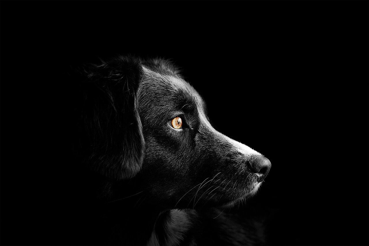 The Truth About Dogs and Chicken Bones: Best 7 Expert Tips!