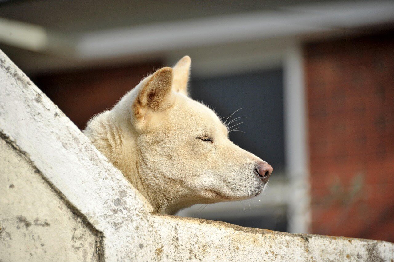 Can You Buy Dog Food with Food Stamps? Top 7 Tips!