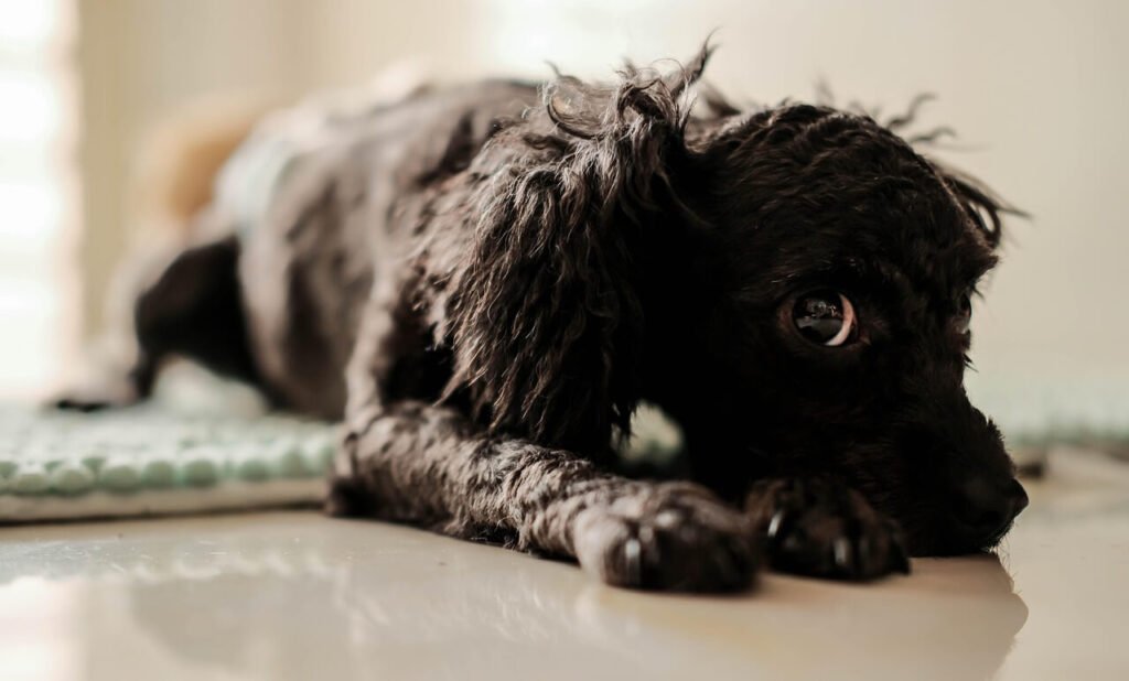 Orange Dog Poop After Eating Rice and Chicken: Best 7 Tips!