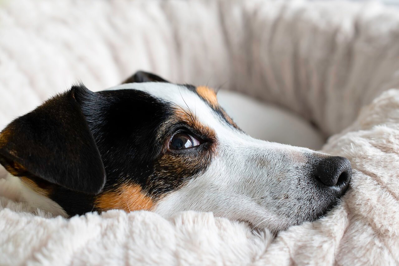 Dog Biting its Tail: Best 7 Expert Tips!