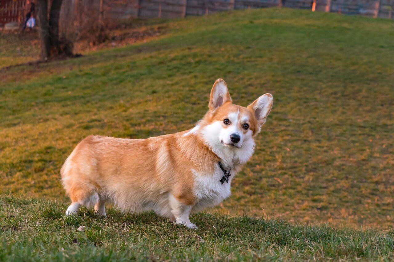 Why Does My Dog Sleep with Eyes Open? Best 7 Expert Tips!