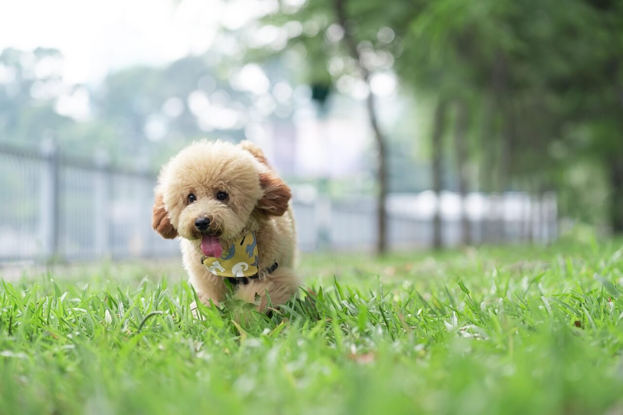 Why Is My Dog Swallowing So Much? Best 7 Expert Tips!