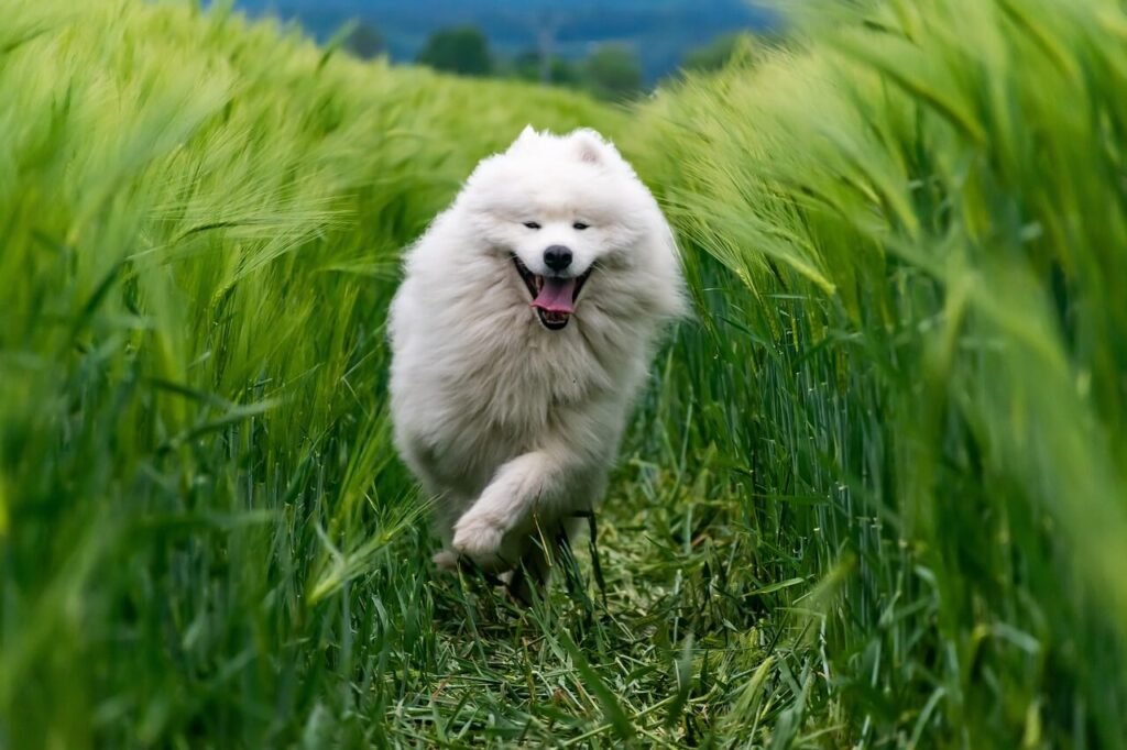 The Life Cycle of a Dog: Best 7 Expert Tips!