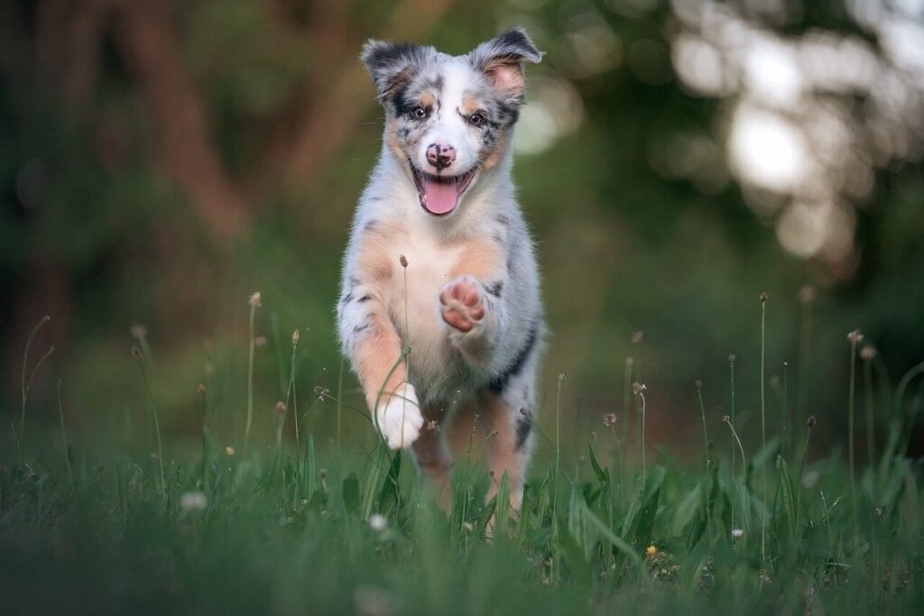 What to Do If Your Dog Has Fleas: Best 7 Expert Tips!