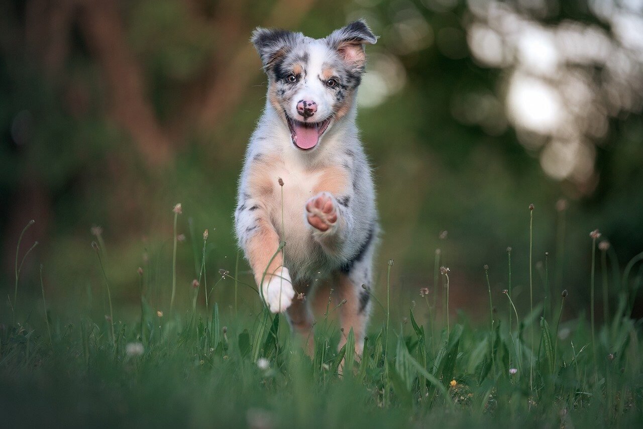 What to Do If Your Dog Has Fleas: Best 7 Expert Tips!