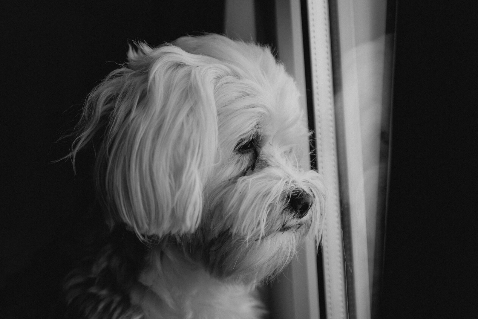 Dog Bleeding from The Mouth: Best 7 Expert Tips!