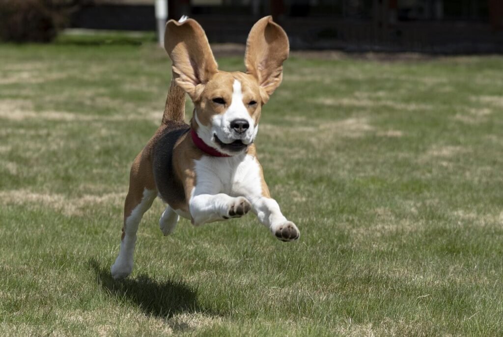 The Best Dog Food for Beagles: Best 7 Expert Tips!