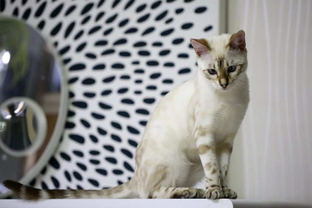 The Silver Bengal Cat: Best 7 Expert Tips!