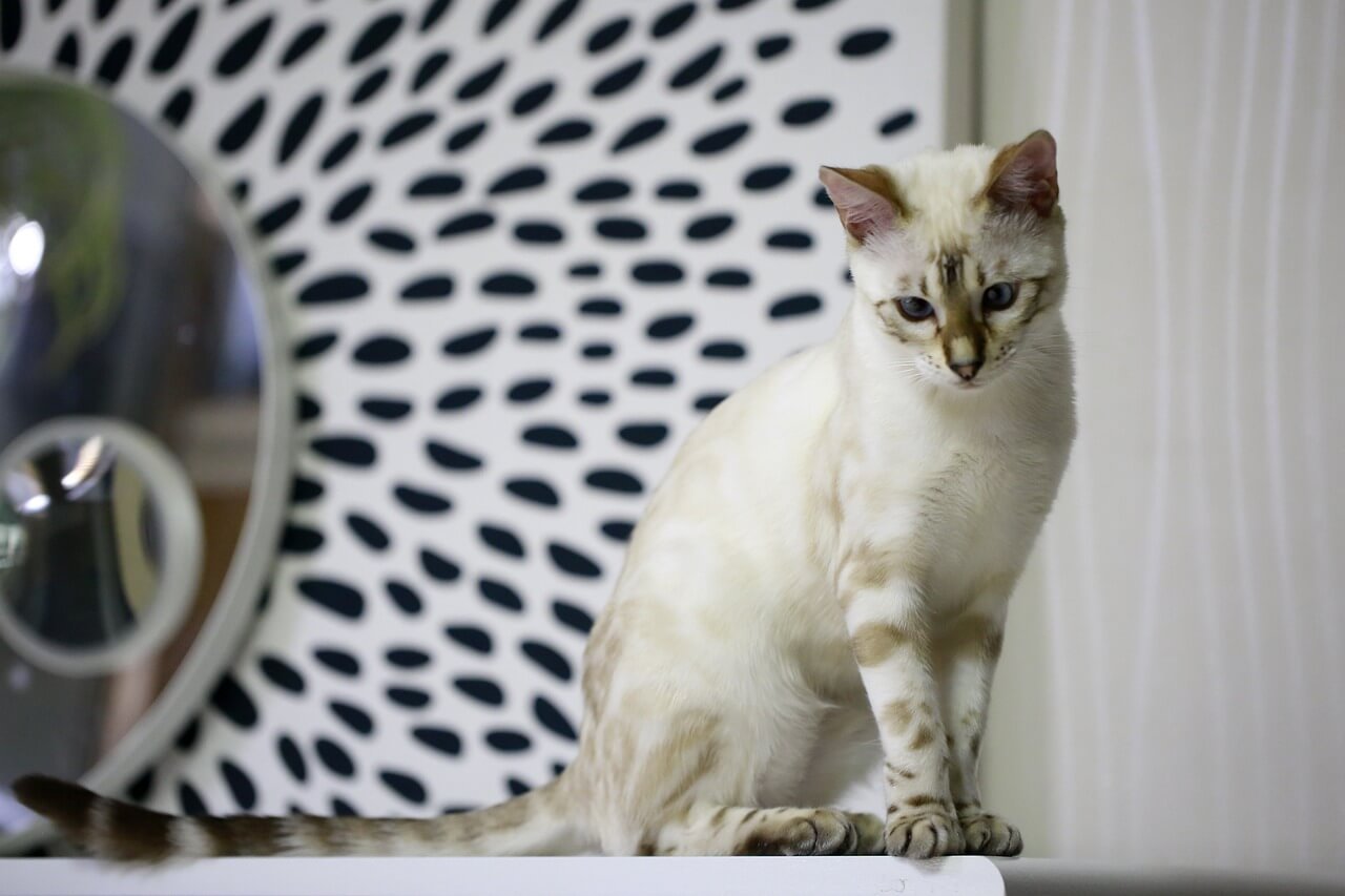 The Silver Bengal Cat: Best 7 Expert Tips!