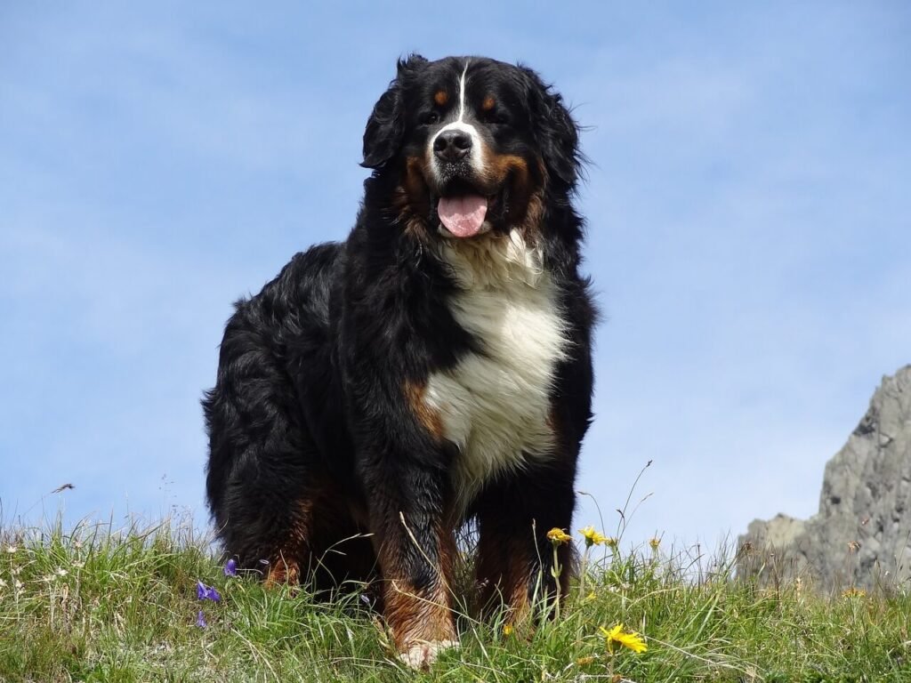 Why Is My Dog Scratching Its Ear and Licking Its Paw? Best 7 Tips