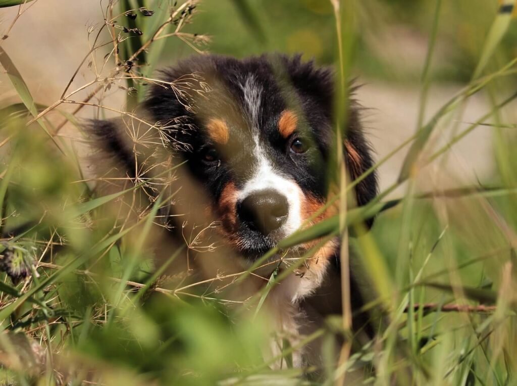 How Much Does a Bernese Mountain Dog Cost? Best 7 Tips!
