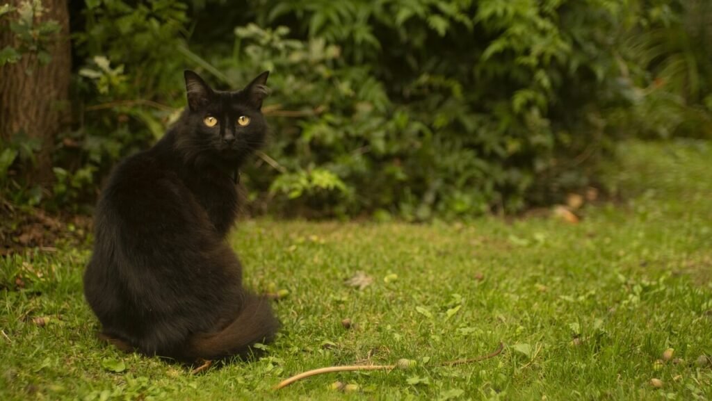 Cat Walking: Best 7 Tips to Understand Feline Movement!