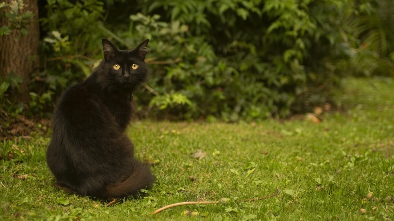 Cat Walking: Best 7 Tips to Understand Feline Movement!