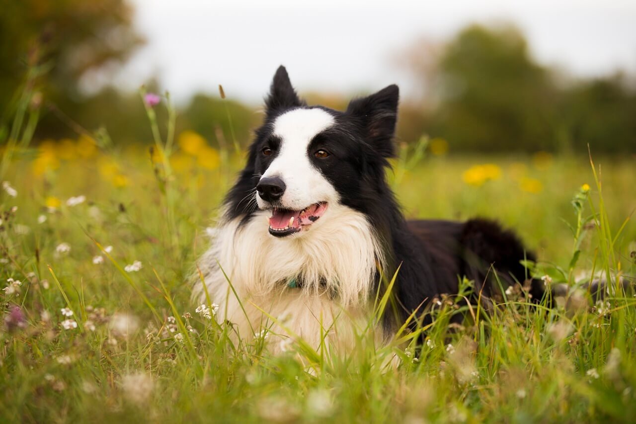 The Border Collie Cattle Dog Mix: Best 7 Expert Tips!