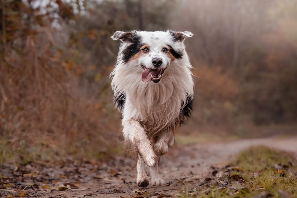 Why Does Your Dog Wag Its Tail in Sleep? Best 7 Expert Tips!