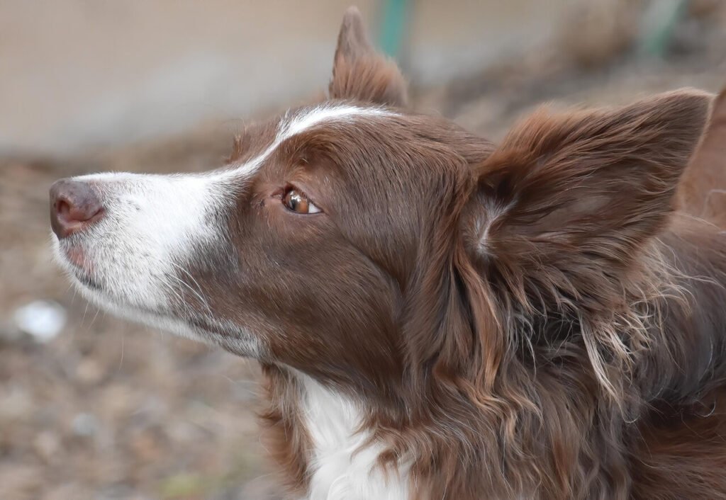 How Much Does a Rabies Shot Cost? Best 7 Expert Tips!