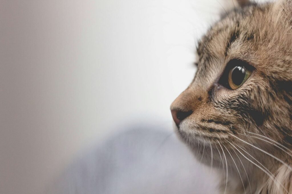 Top 4 Best Cat Litter Mats for a Spotless Home!