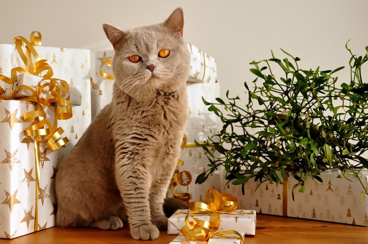 Why Is My Cat Dragging Their Butt? Best 7 Expert Tips!