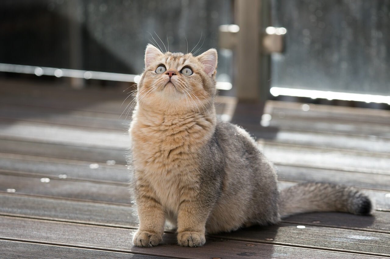 The Enchanting Lilac Tortoiseshell Cat: Best 7 Expert Tips!