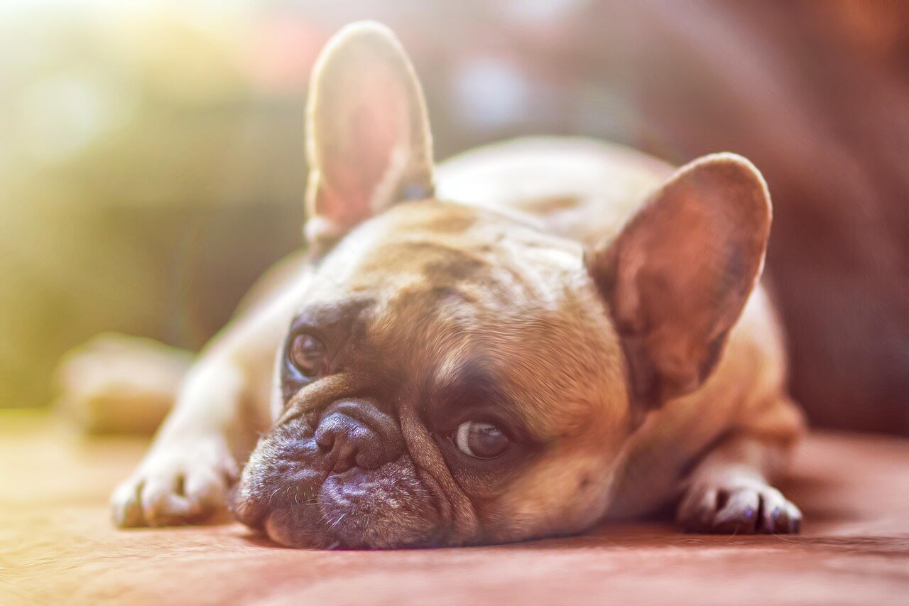 Understanding Your Rights After a Dog Attack: Best 7 Tips!