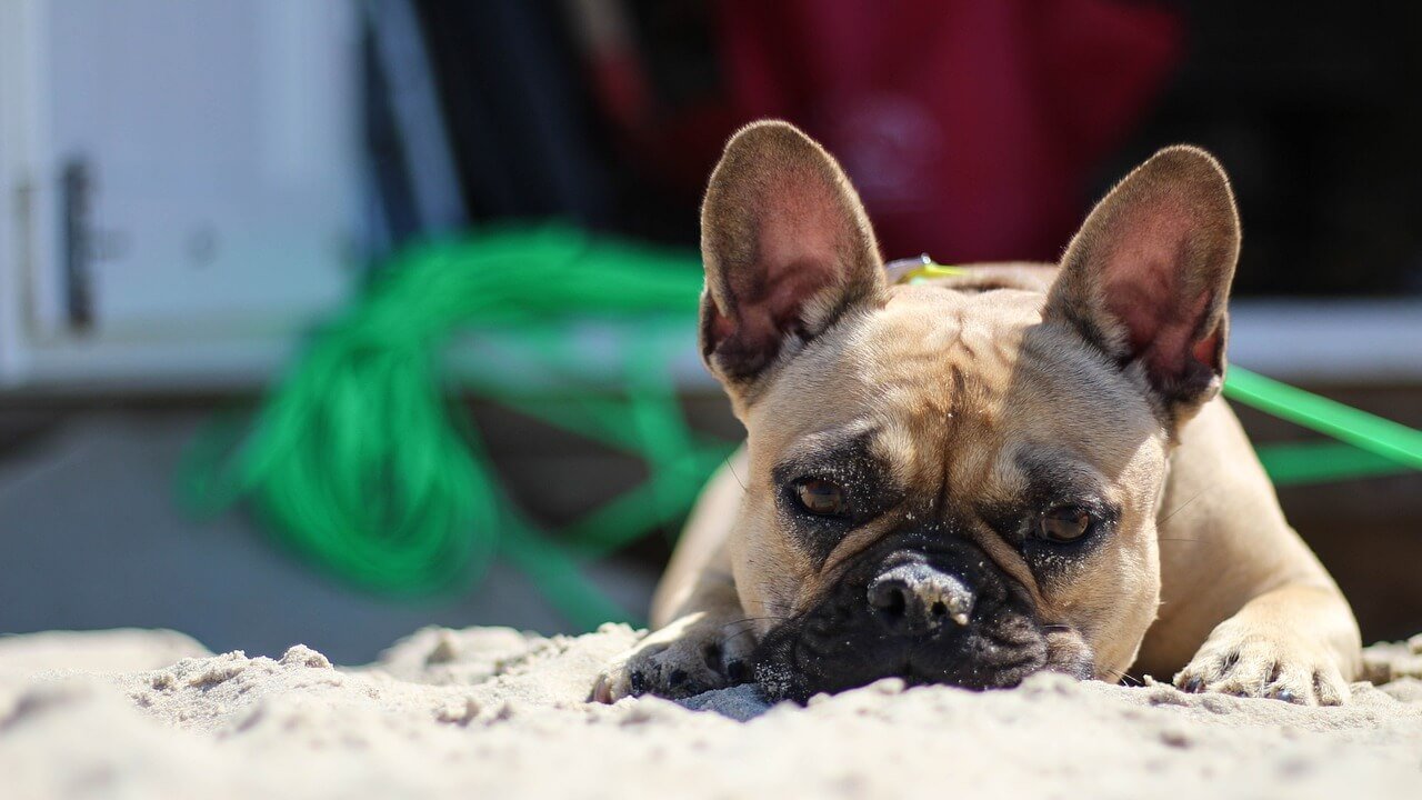 Calming Dog Music: Top 7 Best Tips to Reduce Anxiety!