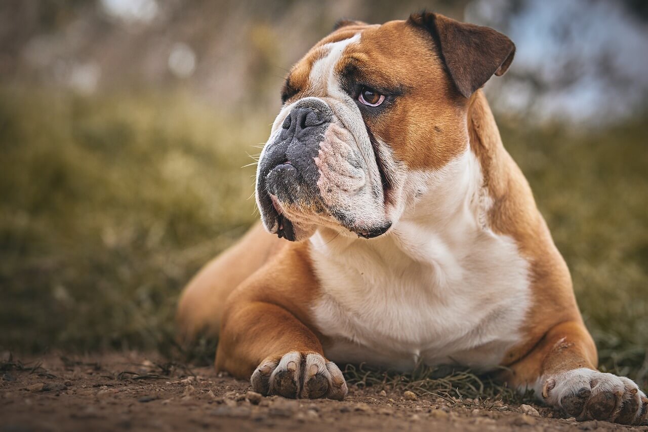 My Dog Broke His Leg and I Have No Money: Best 7 Tips!