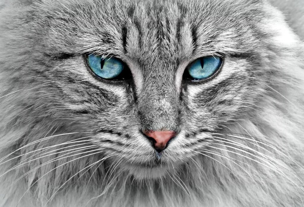 How to Rehome a Cat: Best 7 Expert Care Tips!