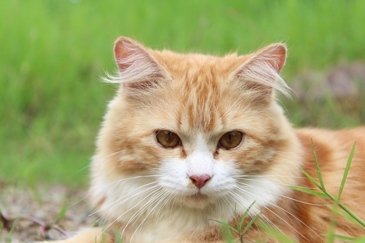 Why Does My Cat Lick Me When I Pet Her? Best 7 Expert Tips!