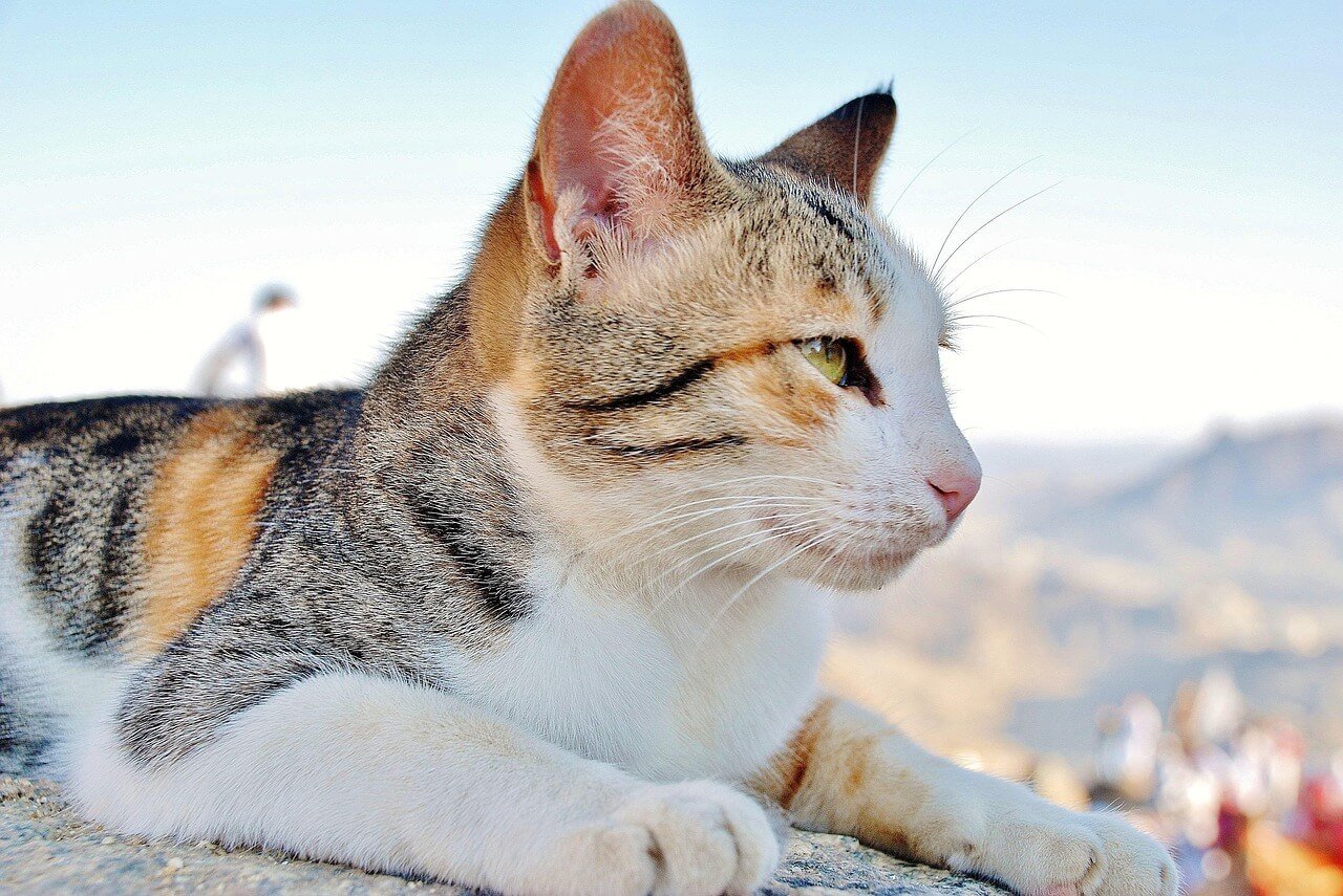The Sassy Cat Chronicles: Best 7 Expert Tips!
