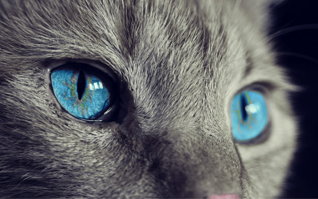 How to Give a Cat a Bath: Best 7 Expert Tips!