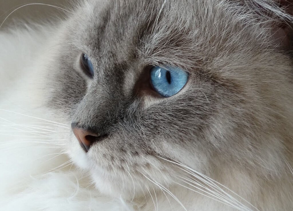 The Enchanting World of Grey Ragdoll Cats: Best 7 Tips!