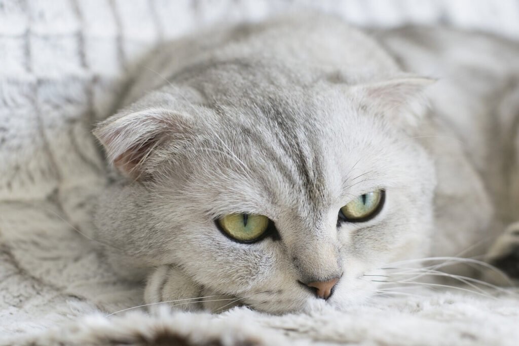 Where Your Cat Sleeps on Your Bed and What It Means: Best 7 Tips