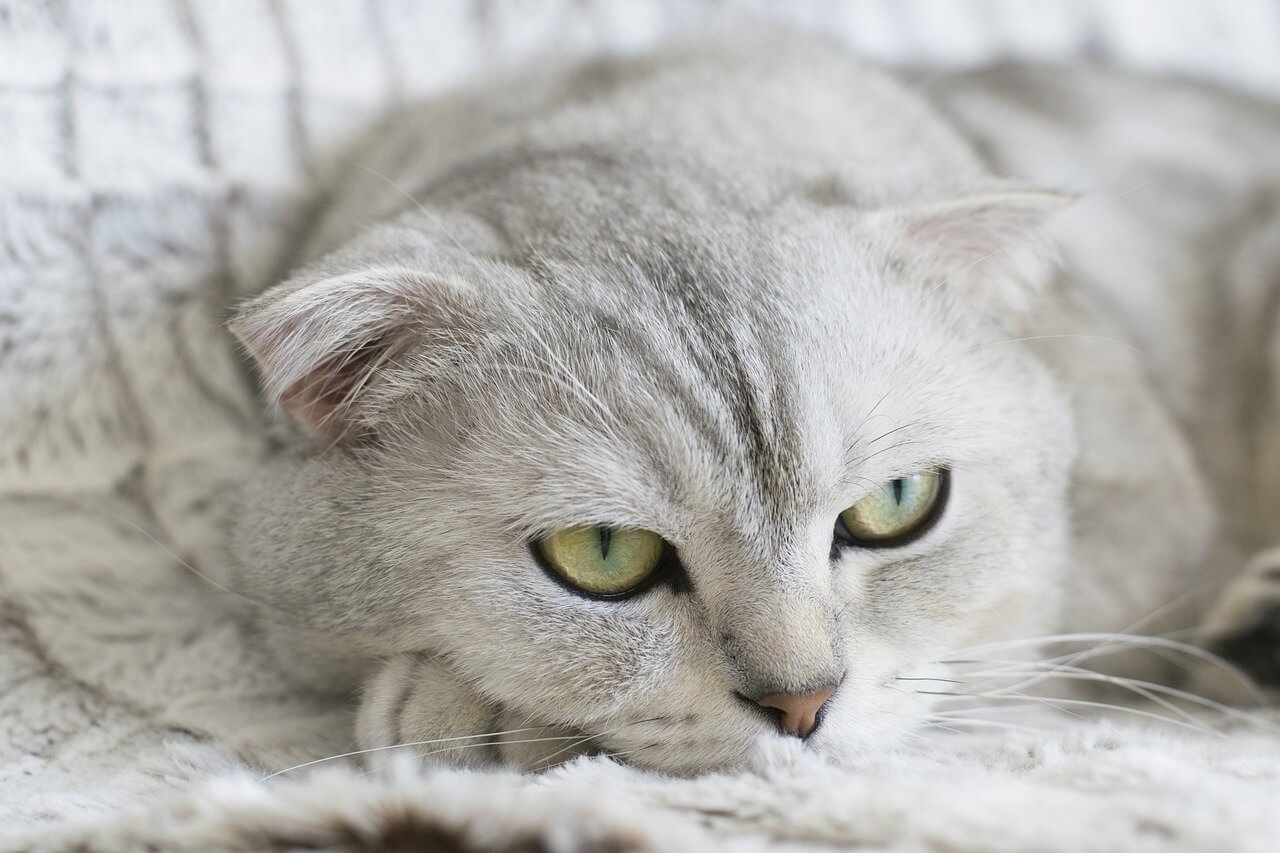 Where Your Cat Sleeps on Your Bed and What It Means: Best 7 Tips