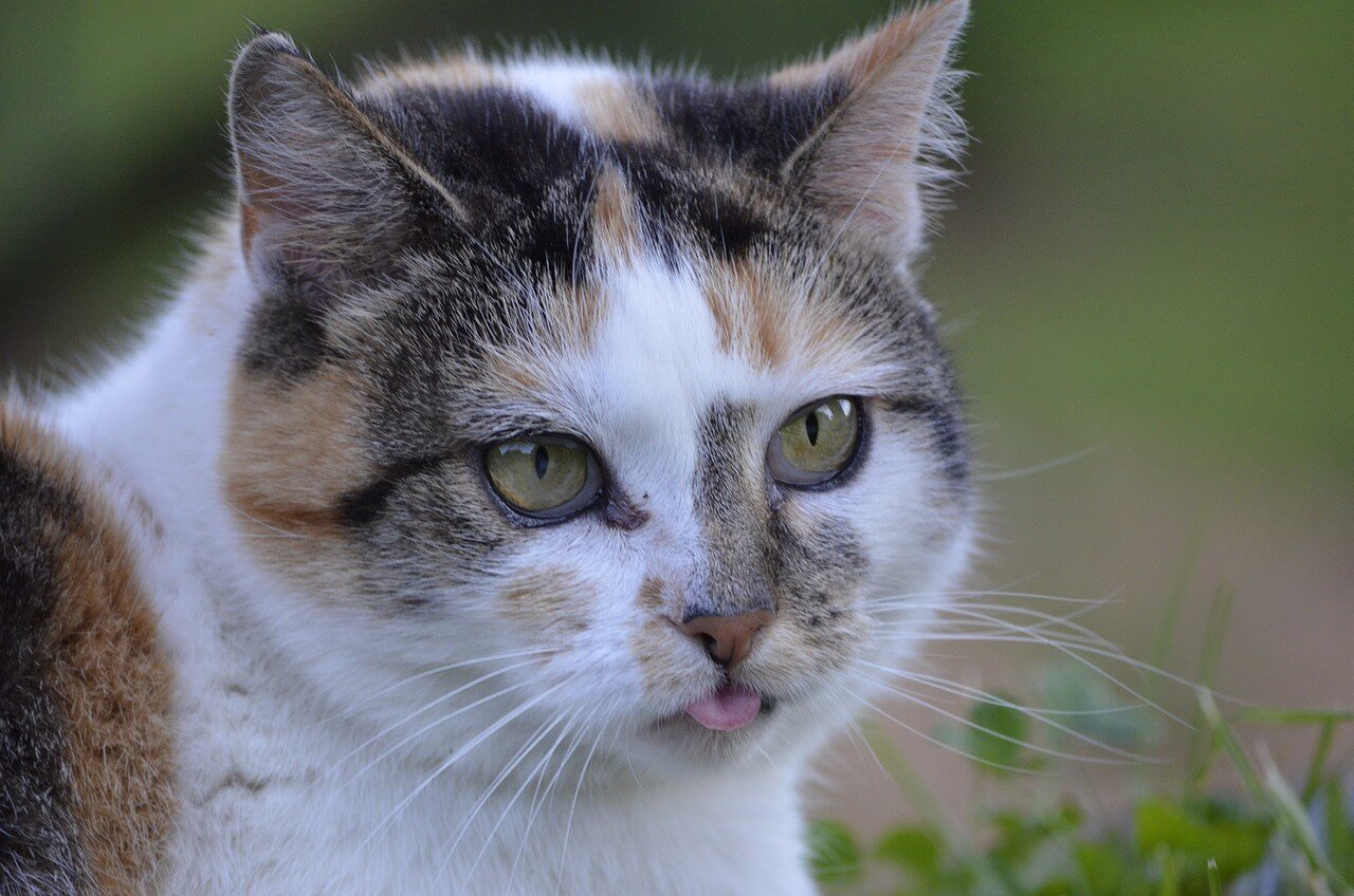 Calico Cat Price: Best 7 Tips for Choosing Your Companion!