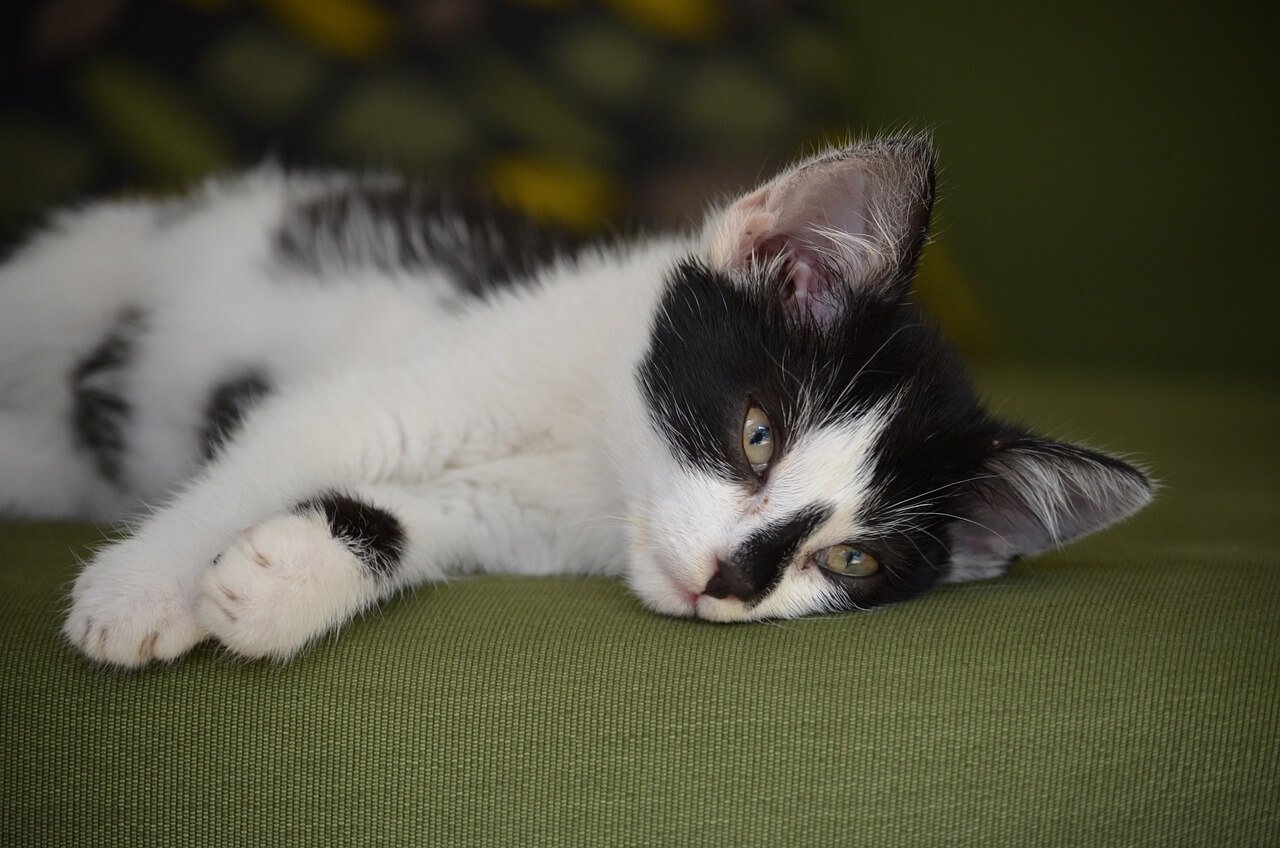 The Art of Cat Napping: Best 7 Expert Tips!