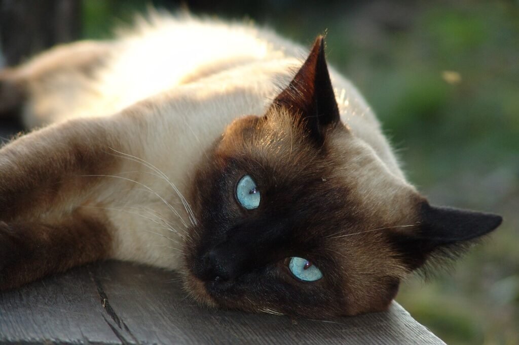 The Allure of Mixed Siamese Cats: Best 7 Expert Care Tips!