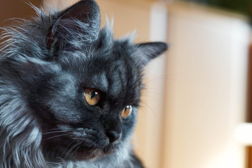 The Importance of High Calorie Cat Food: Best 7 Expert Tips!