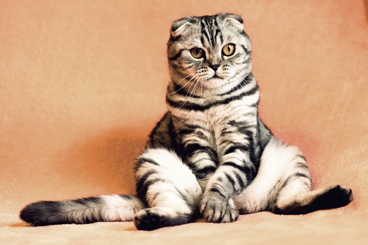 Why Does My Cat Twitch in Their Sleep? Best 7 Expert Tips!