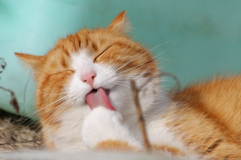 Why Cats Love to Lay Down: Best 7 Expert Tips!