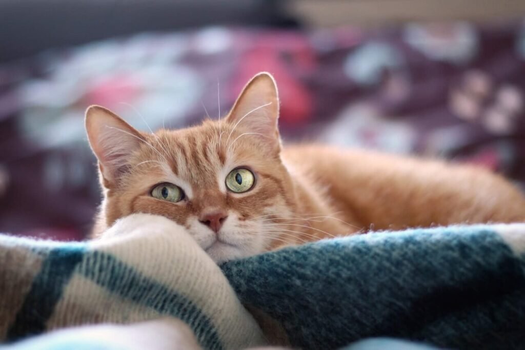 Cat Antibiotics Without Veterinary Guidance: Best 7 Tips!