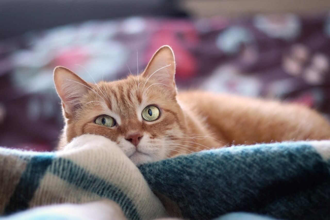 Cat Antibiotics Without Veterinary Guidance: Best 7 Tips!